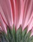 USA, Washington State, Seabeck. Close-up of underside of gerbera daisy. Art Print